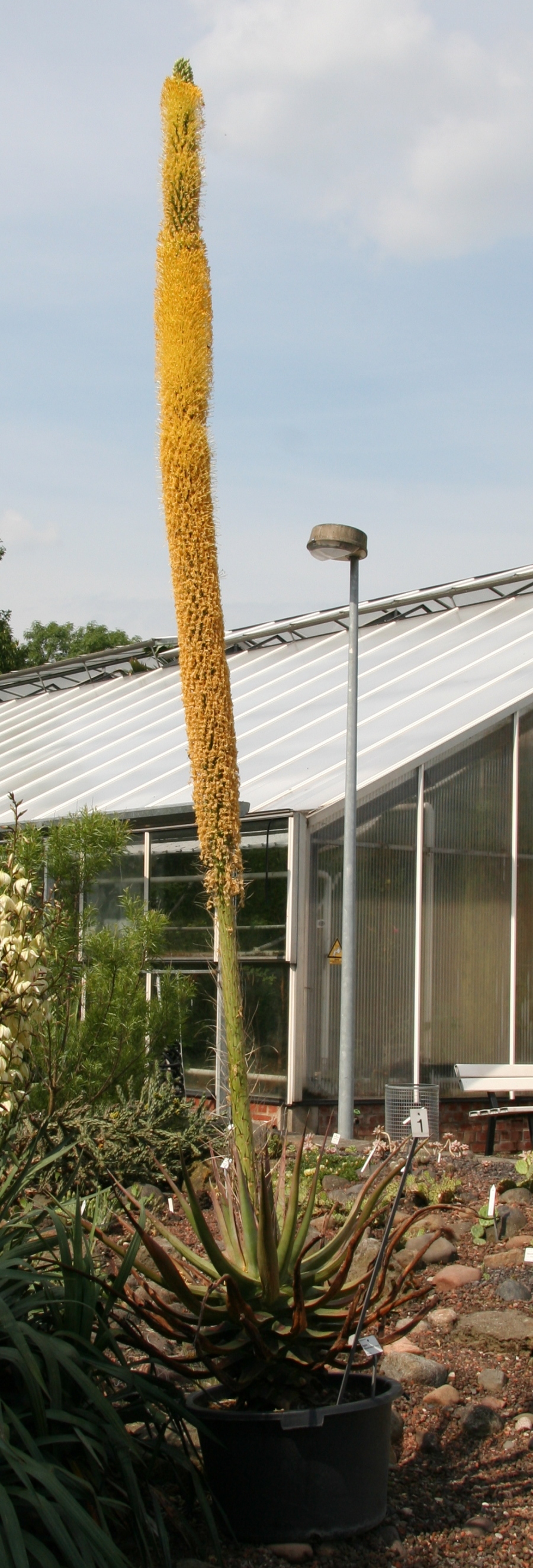 Агава Вильморена: уход в домашних условиях