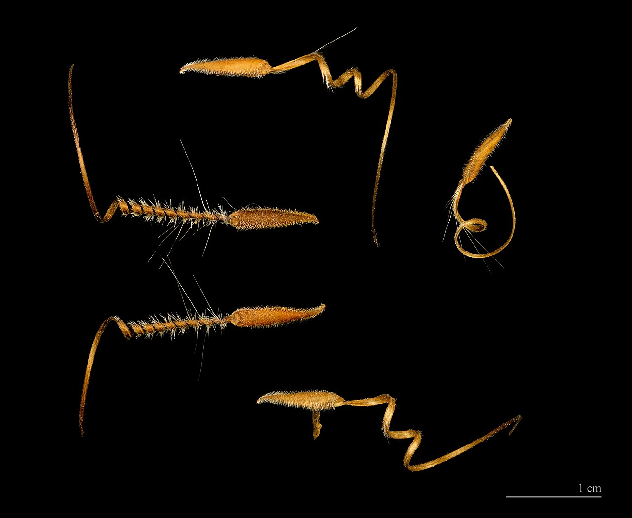 Аистник обыкновенный: посадка, уход, размножение