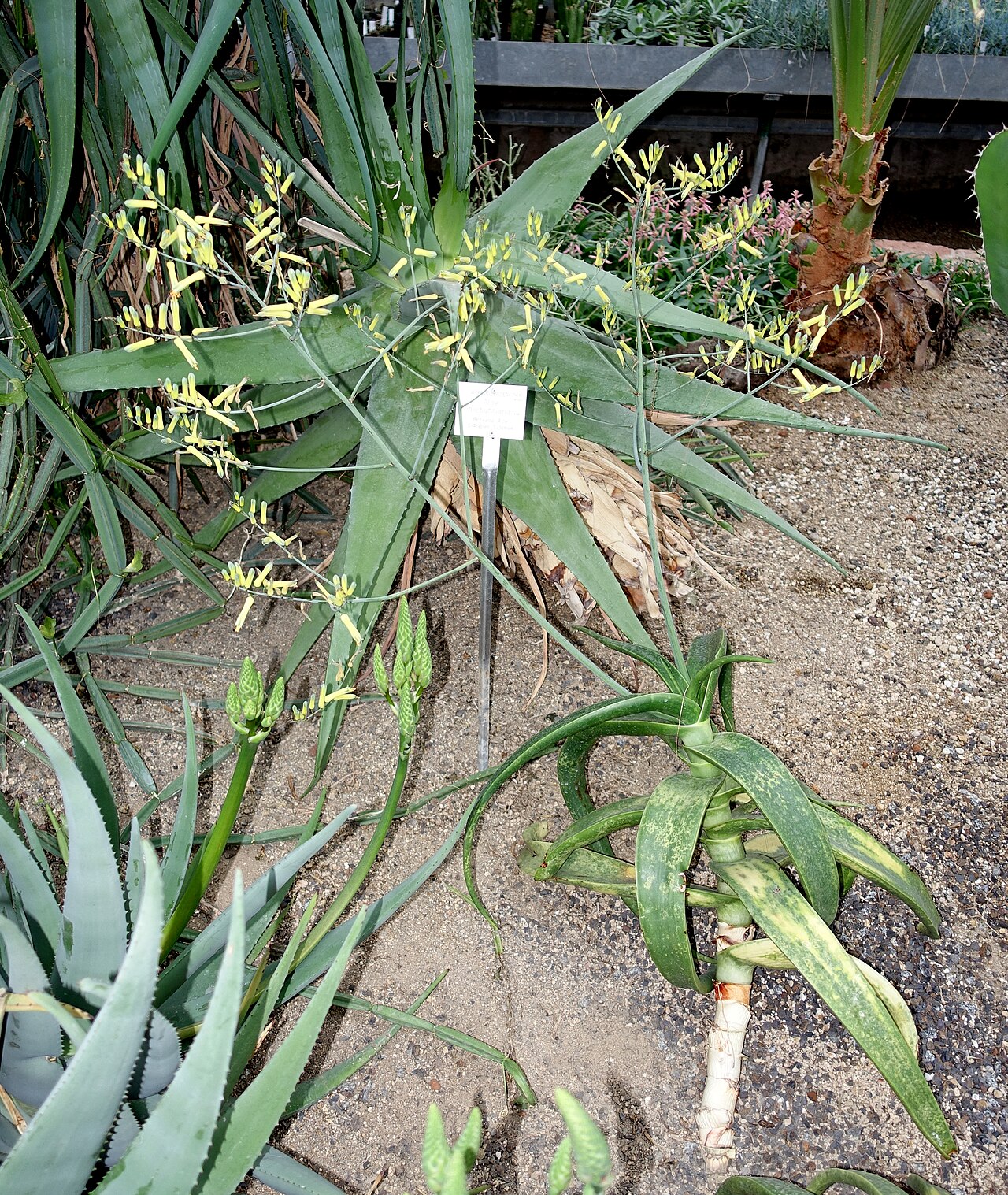 Алоэ Нибура: уход в домашних условиях