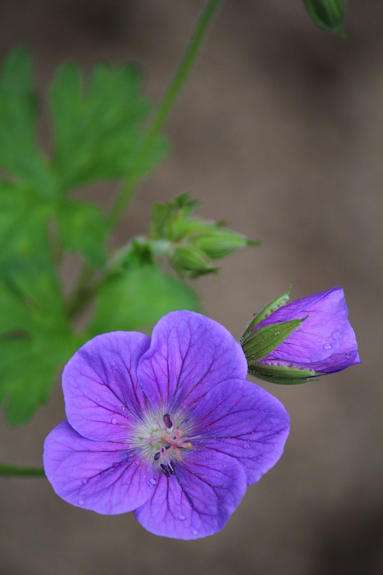 Герань гималайская: посадка, уход, размножение