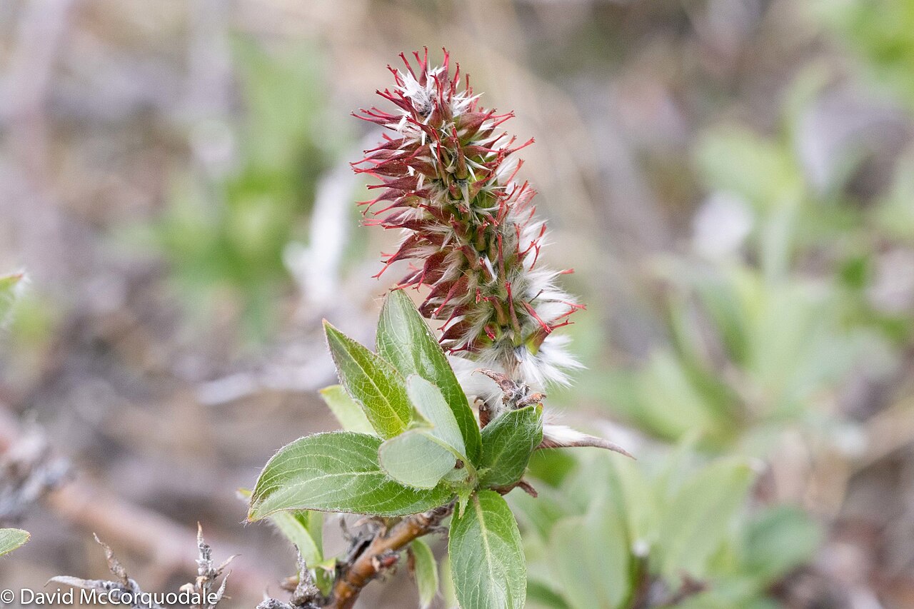 Ива Ричардсона: посадка и уход