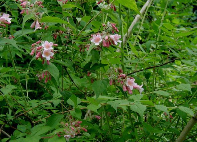 Кольквиция: посадка и уход
