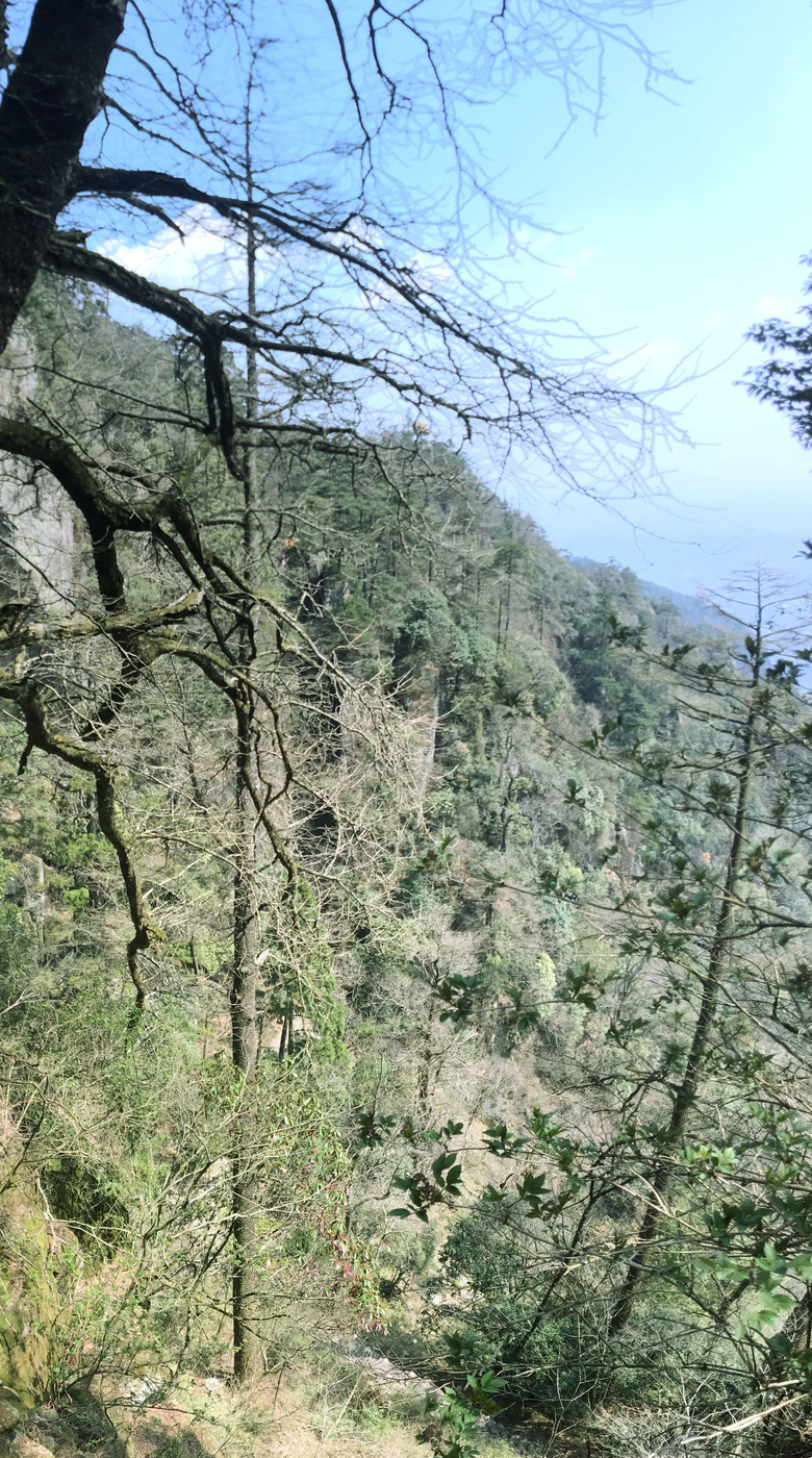 Лжелиственница: посадка и уход