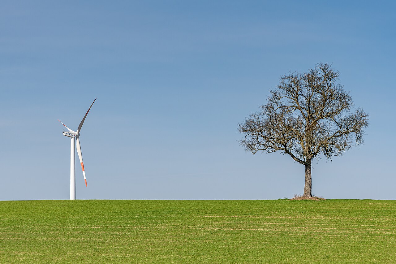 Орех грецкий: посадка и уход