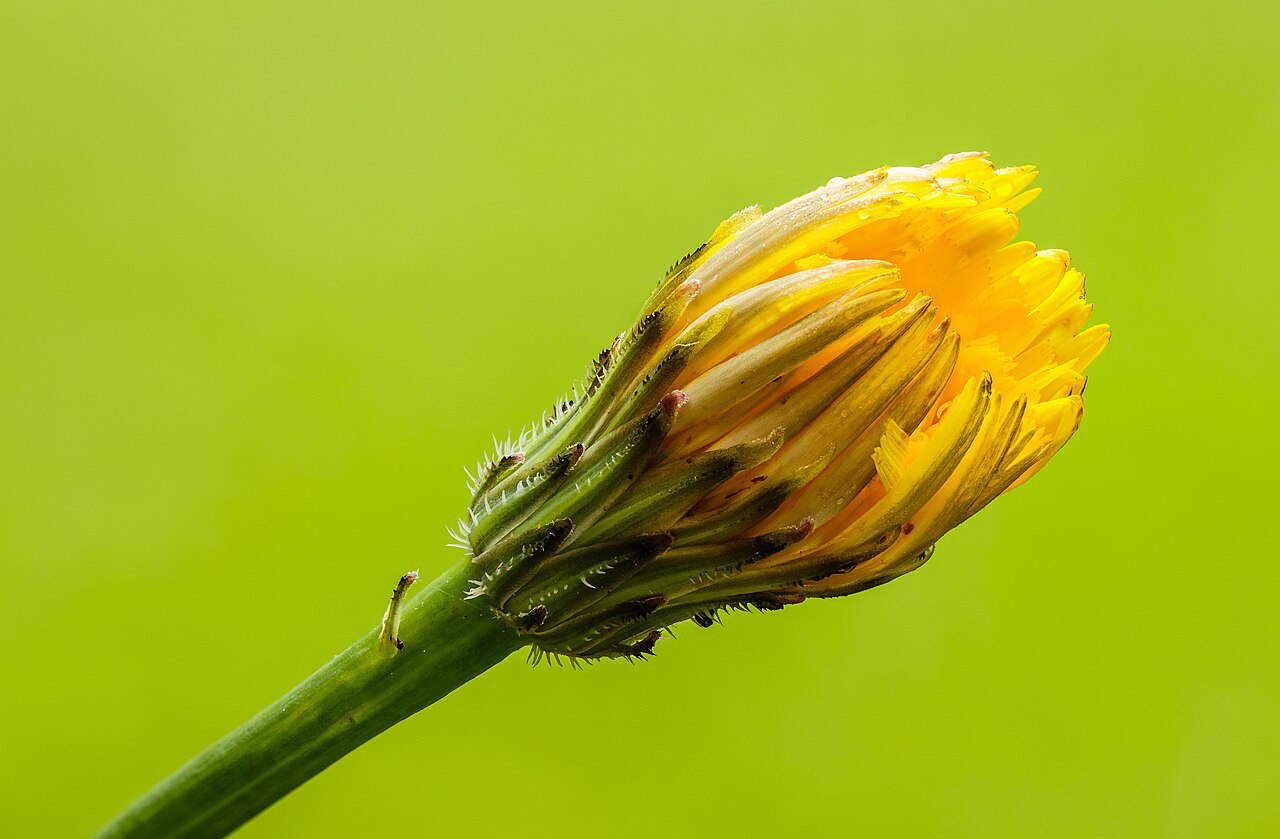 Пазник укореняющийся: посадка, уход, размножение