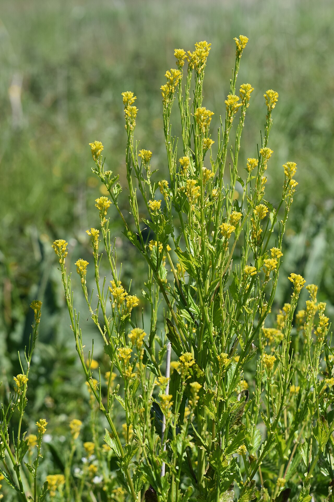 Сурепка сжатая: выращивание и уход