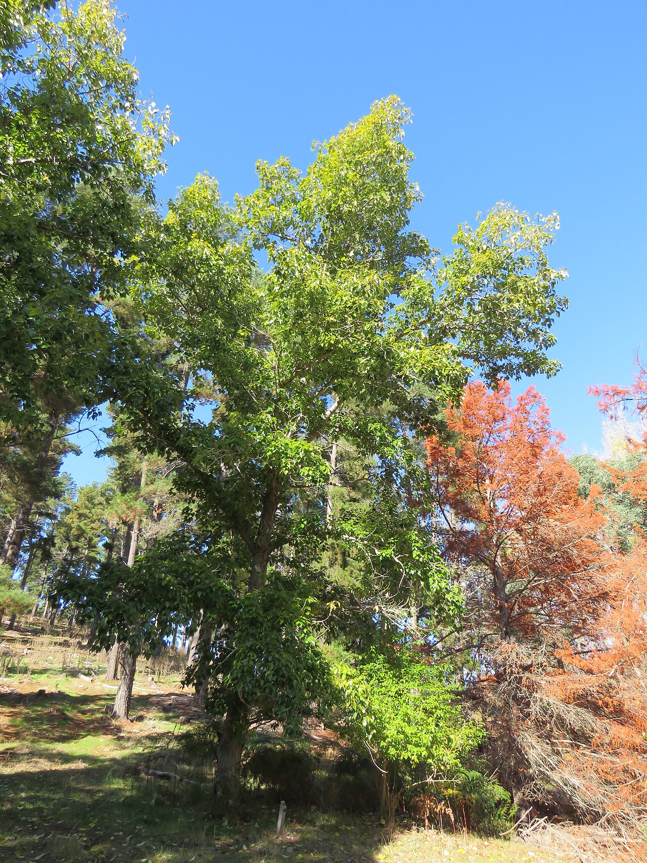 Тополь юнаньский: посадка и уход