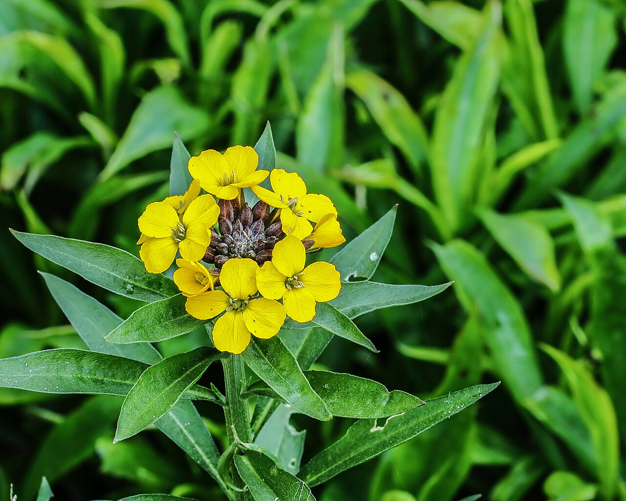 Желтофиоль: посадка, уход, размножение